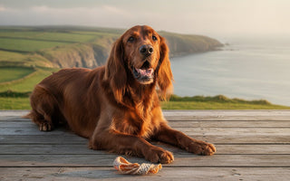 2026 Guide: Natural Dog Chews for Oral Health in Ireland