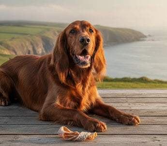 2026 Guide: Natural Dog Chews for Oral Health in Ireland