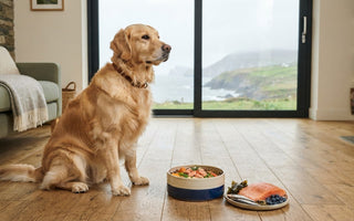 Best Diet for a Golden Retriever with Skin Allergies