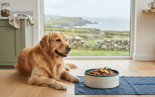 Best Dog Food for Itchy Skin: 2026 Sensitive Paws Guide