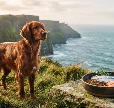 Best Dog Food for Non-Stop Shedding: The 2026 Guide to Coat Retention