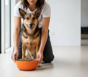 Best Dog Food for Sensitive Stomachs: 2026 Guide