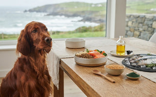 Best Omega-3 Source for Dogs: Fish, Oils and Plant-Based Options Compared