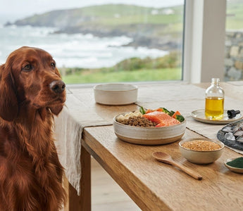 Best Omega-3 Source for Dogs: Fish, Oils and Plant-Based Options Compared