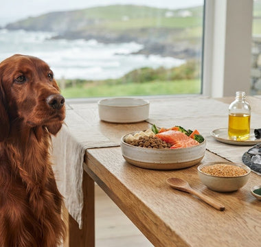 Best Omega-3 Source for Dogs: Fish, Oils and Plant-Based Options Compared