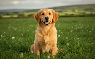 Best Puppy Food for Sensitive Stomachs: 2026 Ireland Guide