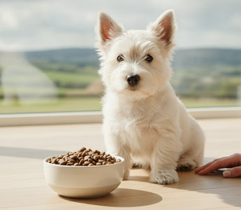 Best Puppy Food for Small Dogs with Allergies: 2026 Guide