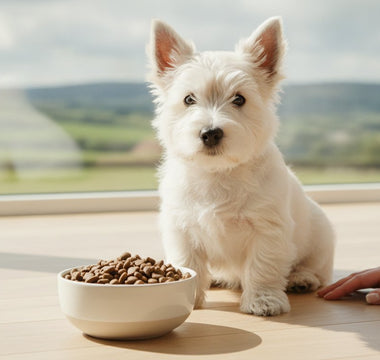 Best Puppy Food for Small Dogs with Allergies: 2026 Guide