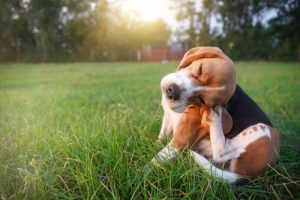Hayfever in Dogs: What Every Owner Should Know and How to Deal with it Naturally