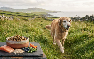 Dog Food for Joint Health: What to Look for in 2026