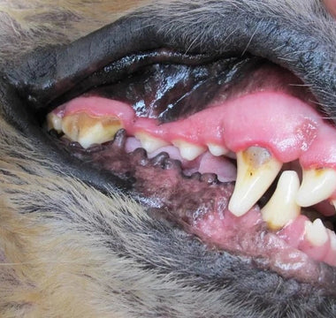 Over 80% of dogs show signs of gum disease by the age of three.