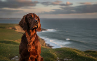 Fish Oil for Dogs in Ireland: 2026 Omega-3 Guide