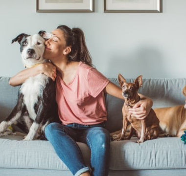 Happy pet patent with dogs