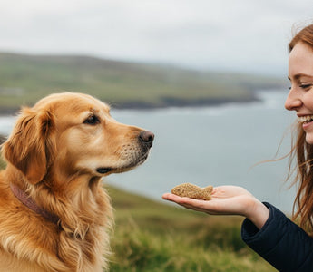 Healthy Dog Treats in Ireland: The 2026 Guide to Nutritious Rewards
