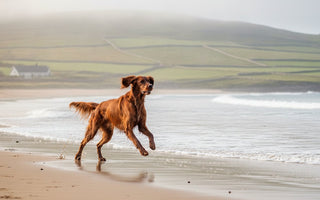 Healthy Skin & Coat: 2026 Buying Guide for Canine Vitality