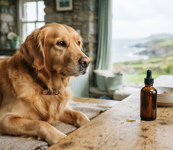 How Long Does Fish Oil Take to Work for Dogs? A 2026 Guide