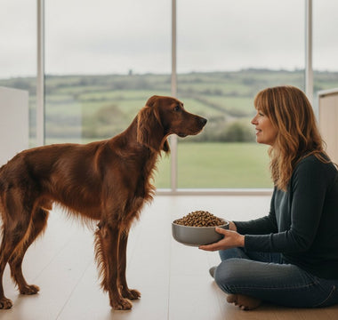 Low Fat Dog Food Ireland: A Premium Guide to Weight & Digestive Health
