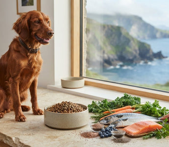 Natural Dry Dog Food: The 2026 Guide to Premium Canine Nutrition