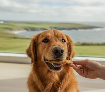 Natural Fish Dog Treats in Ireland: The 2026 Guide to Healthy Rewards