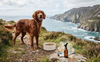 Omega 3 Fish Oil for Dogs: 2026 Canine Health Guide