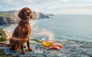 Salmon Oil for Dogs: The 2026 Guide to Omega-3 Vitality