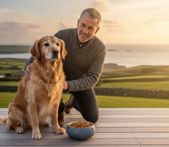 Senior Dog Food Ireland: The 2026 Guide to Fish-Based Nutrition for Ageing Paws